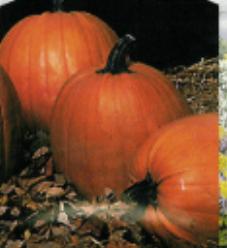 Decoflorall Rockstar F1   ( Halloweenpompoen) - basiseenheid Rockstar F1   ( Halloweenp