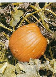 Decoflorall Magic lantern F1  - basiseenheid Magic lantern F1 