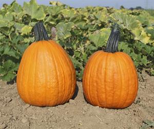 Decoflorall Phat jack Halloween - basiseenheid Phat jack