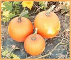 Decoflorall Hobbit F1  - basiseenheid Hobbit F1 