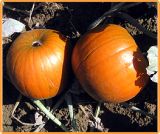 Decoflorall Hal. Yellow Boys F1  - basiseenheid Halloweenpompoen 5-7kg