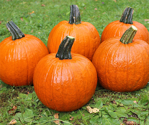 Decoflorall Hal. Buzz F1 PMT - 250 zaden Goede kleinere halloweenpompoen