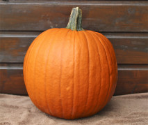 Decoflorall Hal. Eros F1 PMT - 10000 zaden Goede halloweenpompoen
