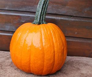 Decoflorall Hal. Gumdrop F1 PMT kleinverp Opvallende halloweenpompoen