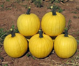 Decoflorall Hal. Melly Yellow F1 PMT - 250 zaden Opvallende halloweenpompoen