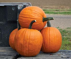 Decoflorall Hal. Scream II F1 PMT - 50 zaden Halloweenpompoen