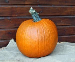 Decoflorall Apollo F1 PMT - 250 zaden Sterke Halloweenpompoen