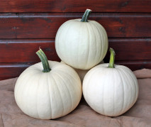 Decoflorall Honey Moon F1 PMT 1000 Witte, kleine pompoen, gewicht tussen +/-4.5 kg