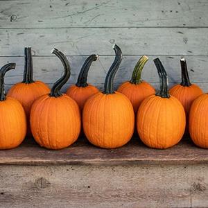 Decoflorall Pipsqueak F1 PMT Halloween 250