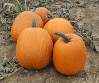 Decoflorall IgorF1 Halloweenpompoen 50 zware halloween pompoen