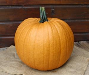 Decoflorall Spicy Mocha F1 PMT bijzondere kleur 1000 halloweenpompoen