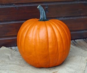 Decoflorall The Boss F1 PMT Halloween 50  Grote Halloweenpompoen