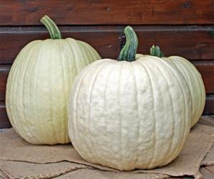 Decoflorall White Lightning F1 PMT kleinverpakking Witte, grote halloweenpompoen, gewicht tussen +/-5.5-7 kg