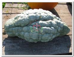 Decoflorall New England Blue Hubbard - 50 zaden New England Blue Hubbard