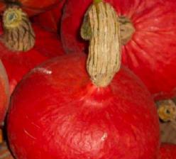 Decoflorall Red Kuri - 50 zaden Red Kuri