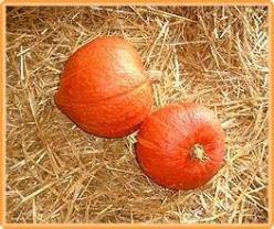 Decoflorall Golden delicious - basiseenheid Golden delicious
