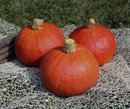 Decoflorall Rabea F1 Hokkaido basiseenheid - basiseenheid Winter squash