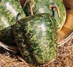 Decoflorall Speckled apple - 1000 zaden Speckled apple