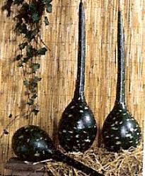 Decoflorall Dipper - 50 zaden Dipper