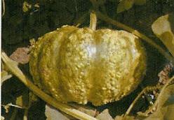 Decoflorall Cheese - 50 zaden Cheese