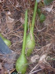 Decoflorall Extra long handled dipper - 50 zaden Extra long handled dipper