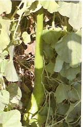 Decoflorall Long green Snake Lagenaria Long green Snake Lagenari