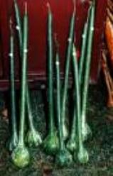 Decoflorall XXL Dipper XXL Dipper