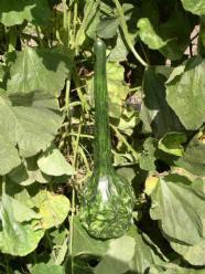 Decoflorall Marenka Speckled - 1000 zaden Marenka Speckled
