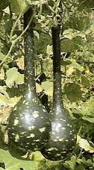 Amphora - basiseenheid Amphora
