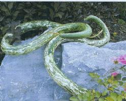 Decoflorall Speckled Snake - basiseenheid Speckled Snake