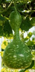 Decoflorall Indonesian Bottle gourd - basiseenheid Indonesian Bottle gourd