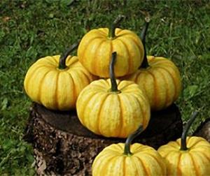 Decoflorall Puchinni  Little tijger 5 zaden - basiseenheid Puchinni  Little tijger 5