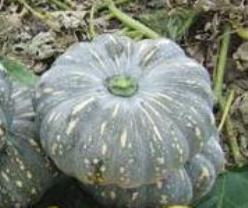 Decoflorall Jackaroo F1 Moschata Jackaroo F1 Moschata