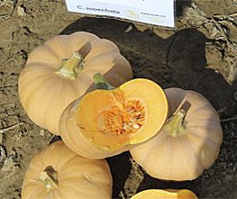 Decoflorall Butterkin F1 Muskaat - basiseenheid Butterkin