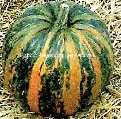 Decoflorall Comet Olkurbis - 50 zaden Comet Olkurbis