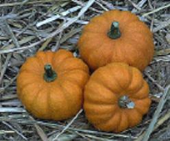 Decoflorall Jack Be Little, Mandarin, Sweetie Pie - 250 zaden Jack Be Little, Mandarin,