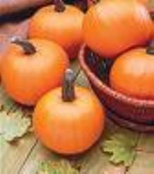 Decoflorall Spooktacular F 1 - 250 zaden Spooktacular F 1