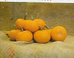 Decoflorall Little October - 250 zaden Little October