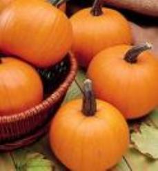 Decoflorall Spookie mini halloween - 1000 zaden Spookie mini halloween