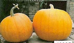 Decoflorall Jack O Lite Jack O Lite