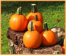 Decoflorall Half Pint F1 Mini Halloweenpompoentje 400-700 gram - 1000 zaden Halloweenpompoen Mini