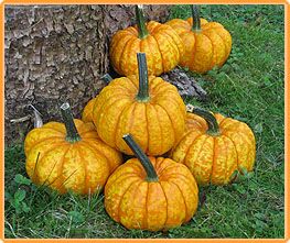 Decoflorall Crunchkin F1 PMT Crunchkin F1