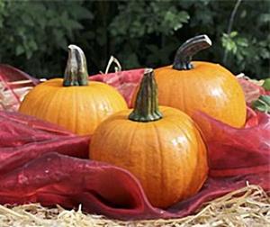 Decoflorall Cinnamon Girl F1 mini halloween mini halloween