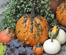 Decoflorall Warty Goblin PMT F1 Halloweenpompoen - 250 zaden Warty Goblin