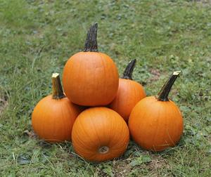 Decoflorall Spyro F1 PMT kleinere Halloween  - 250 zaden Halloweenpompoen