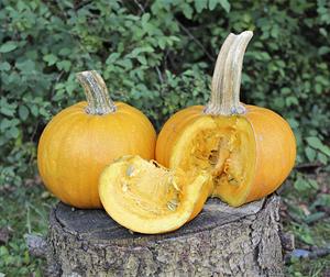 Decoflorall Naked Bear kleinere Halloween 250 zaden - 250 zaden Halloweenpompoen