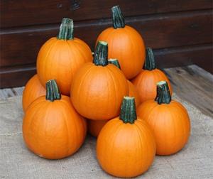 Decoflorall Annabelle F1 PMT  250 kleine halloweenpompoen