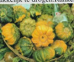 Decoflorall Guicoy-mini op=op - basiseenheid Guicoy-mini
