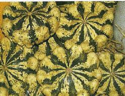 Decoflorall Panache Jaune de vert - 50 zaden Panache Jaune de vert