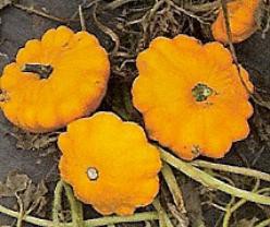 Decoflorall Sun Beam F1  - 250 zaden